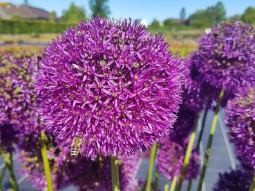 Allium aflatunense Purple Sensation" - Kugel-Lauch Purple Sensation